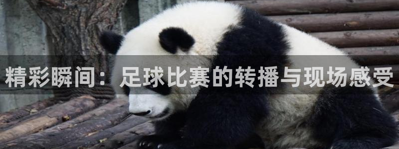 精彩瞬间：足球比赛的转播与现场感受