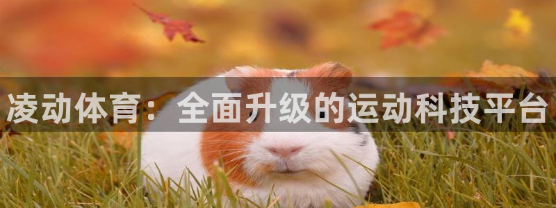 凌动体育：全面升级的运动科技平台